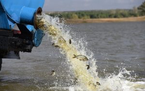 Белый амур и толстолобик: в Запорожской области выпустят 10 тонн рыбы в Днепр