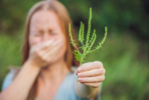 В Запорожье подвели годовые итоги борьбы с амброзией: цифры