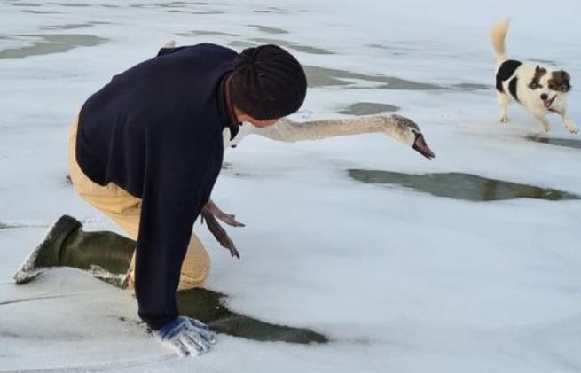Тузик с хозяином спасли раненого лебедя в Запорожской области: «операцию» снимали на ВИДЕО
