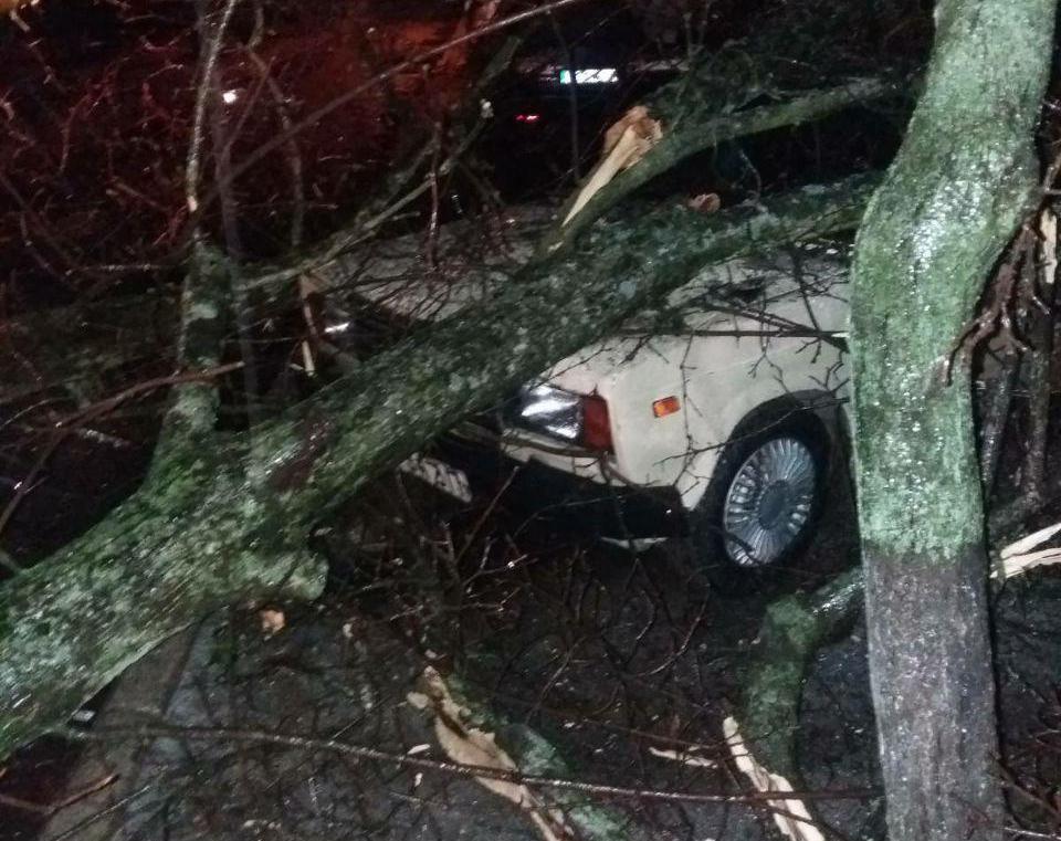 Первые отклики непогоды: дерево упало на авто в Запорожской области (ФОТО)