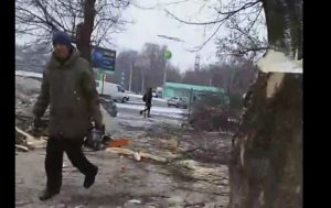 В Запорожье задержали “черного лесоруба”, пилившего деревья по поддельным документам (ФОТО)