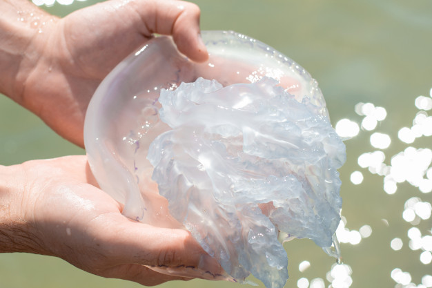 Уничтожили ли морозы медуз в Азовском море: в сети опубликовали видео-ответ