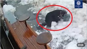 Глыба льда свалилась на голову женщины в Киеве: момент попал на ВИДЕО