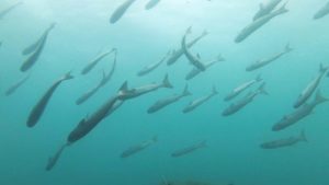 Азовское море готовится принять множество стай мальков пиленгаса: их показали на ВИДЕО