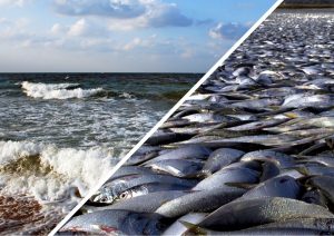 Бычок стал деликатесом: почему вымирает рыба в Азовском море