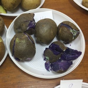 В Украине вывели уникальные сорта картофеля (ФОТО)