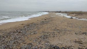 Мор рыбы в Азовском море: на пляжи под Бердянском намыло мертвого бычка (ФОТО)