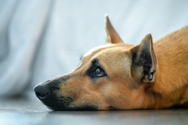 В Запорожье собака попала в ловушку браконьеров (ФОТО)