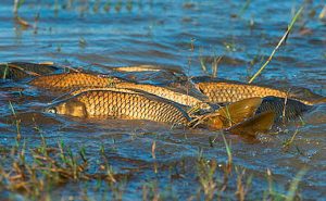 Які види риб можуть зникнути на Запоріжжі через підрив Каховської ГЕС