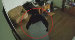 В Запорожской области с предприятия пытались украсть сейф и избили охранника: грабителей засняла камера