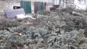В центре Запорожья незаконно вырубили  многолетние ели (ФОТО)