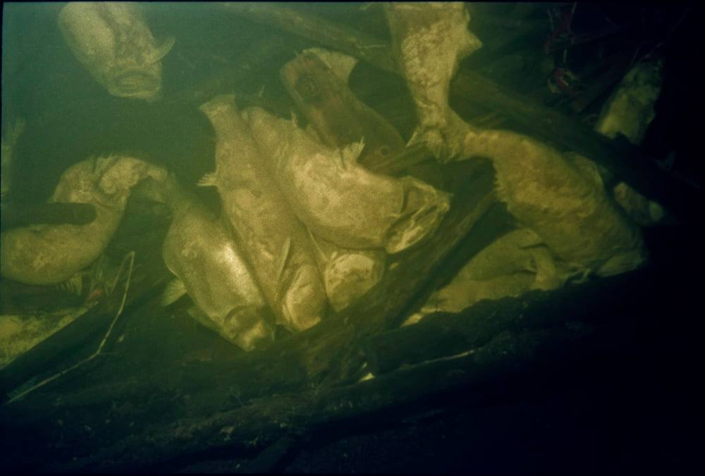 Всё дно в гниющих трупах: дайвер показал на фото, как умирает толстолобик в Запорожье