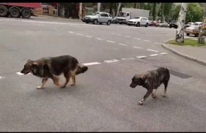 Видео дня: в Запорожье собаки грамотно пересекли проспект с двумя светофорами
