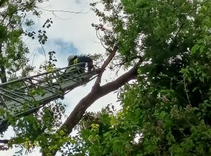 В Запорожье  с утра не могут снять котенка с дерева на уровне 5-го этажа: спасли с третьей попытки (ФОТО, ВИДЕО)