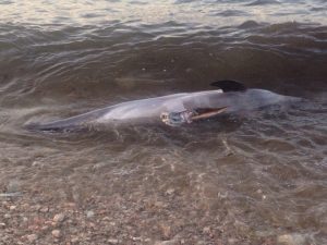 В Черном море обнаружили привязанных камнями мертвых дельфинов (ВИДЕО)