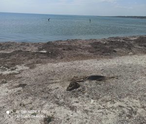 Дохлая рыба и горы мусора: картина на пляже Бердянска шокировала туристов (ФОТО, ВИДЕО)