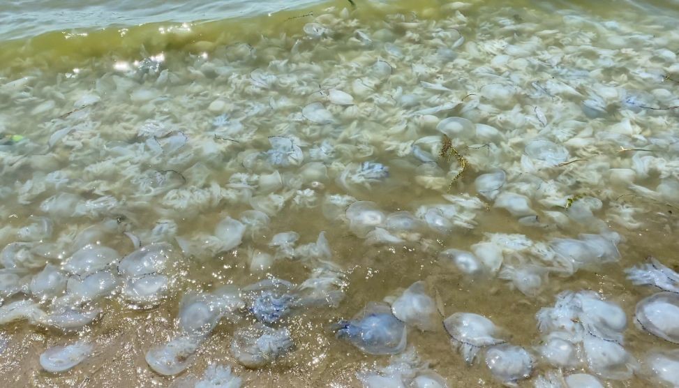 Директор Приазовского нацпарка назвал пользу от медуз в Азовском море (ВИДЕО)