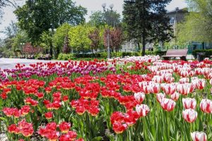 В Запорожье появились композиции из 40 тысяч цветов (ФОТО)