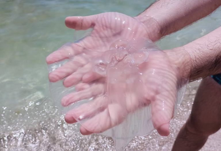 С прогреванием воды в Кирилловке появились первые медузы: насколько большие (ФОТО)