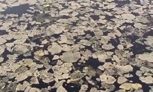 Под Запорожьем экологическая катастрофа на реке усугубилась (ВИДЕО)