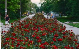 В Запорожье во всю цветет “Аллея роз”: как это выглядит (ФОТОРЕПОРТАЖ)