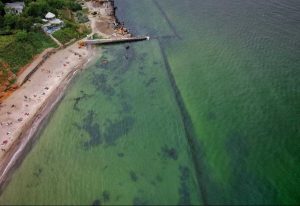 В Одесской области зацвело море, а на берег выносит мертвую креветку (ФОТО)