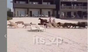 На пляже запорожского курорта пронеслось стадо баранов (ВИДЕО)