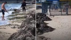 “Отличная” работа: в Бердянске очищали берег от водорослей, выбрасывая их обратно в море