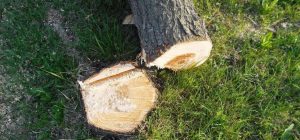 В Запорожье штраф за два незаконно спиленных дерева оплатили спустя 3,5 года
