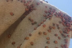 Тысячи божьих коровок прогнали отдыхающих с пляжа под Приморском (ФОТО, ВИДЕО)