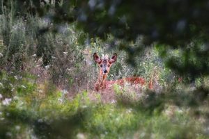 “Неожиданная встреча”: запорожский фотограф запечатлел косулю на Хортице (ФОТО)