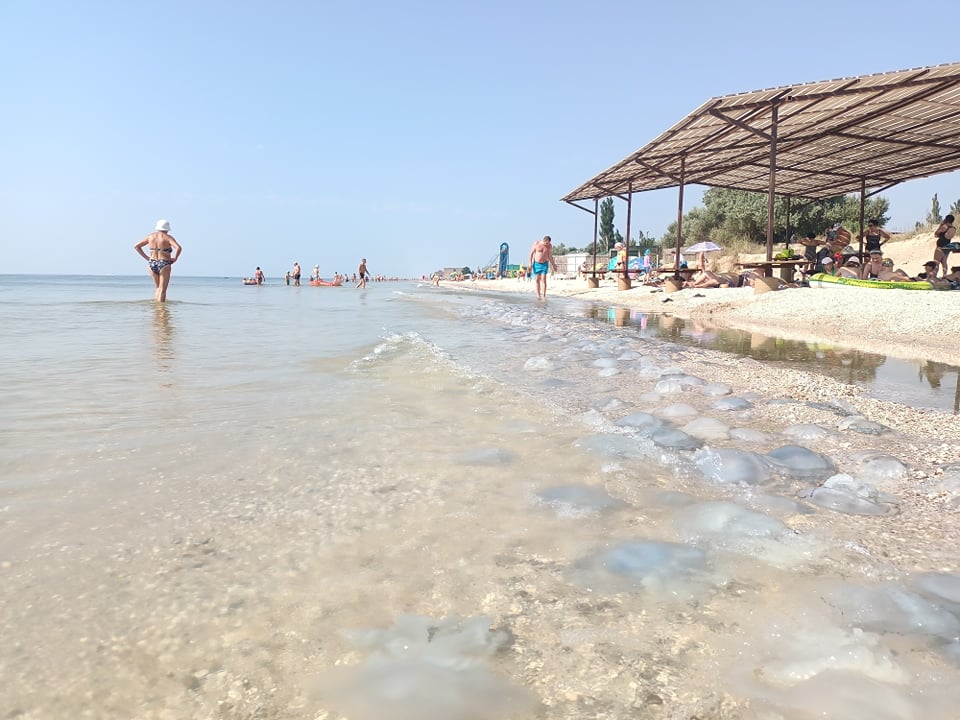 медузы в Кирилловке