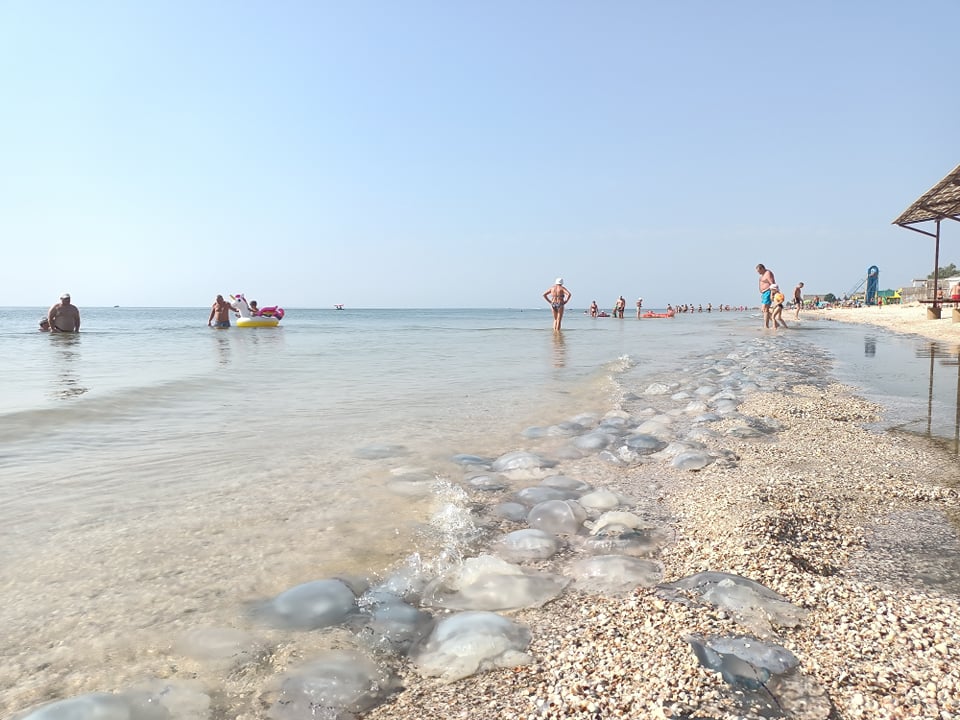 медузы в Кирилловке