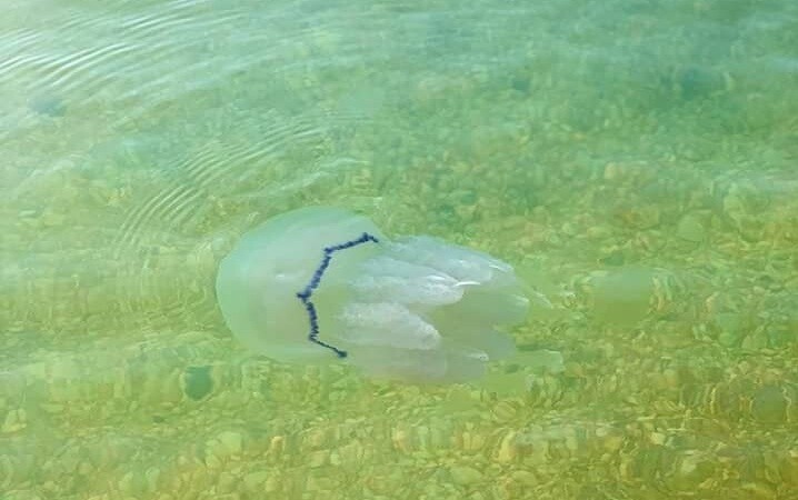 «Скоро и зимой их будет много»: биолог ответил на главные вопросы о медузах в Азовском море