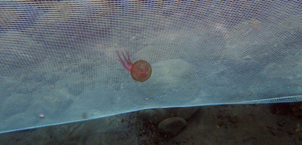 В Кирилловке устанавливают сетки от медуз