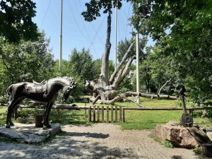 Как выглядит 700-летний Запорожский Дуб сегодня (ФОТОРЕПОРТАЖ)
