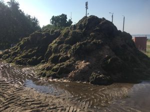Пляжи Бердянска “оккупировала” очередная напасть