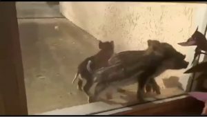 Дикие кабаны “атаковали” Запорожскую АЭС: милое ВИДЕО