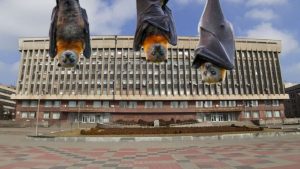 Не только тараканы: Запорожский облсовет атаковали летучие мыши (ВИДЕО)