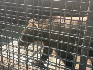 Стало известно, когда медведей из зоопарка в Запорожье перевезут в Нидерланды (ФОТО)