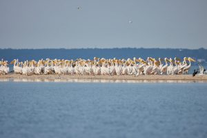 В Запорожской области засняли масштабную стоянку пеликанов (ФОТО)