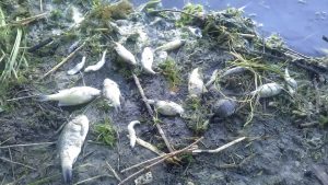 Под Запорожьем все депутаты и мэр спрятались от проблемы экологической катастрофы