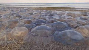 Отдыхающие не могут зайти в море из-за нашествия медуз в Бердянске (ФОТО, ВИДЕО)