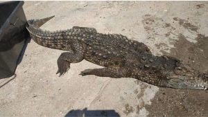 На Арабатской стрелке в водоеме обнаружили 2-метрового крокодила (ФОТО)