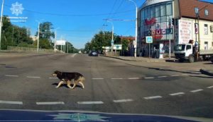 Курьез: в Запорожье показали собаку, которая знает ПДД (ВИДЕО)