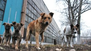 В Запорожье разбили голову женщине, которая кормила собак: животных обещают убить (ФОТО, ВИДЕО)