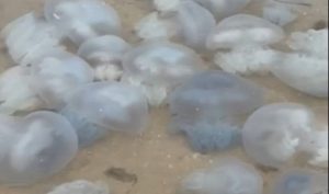 Медузы остались на пляжах Азовского моря и после похолодания (ВИДЕО)