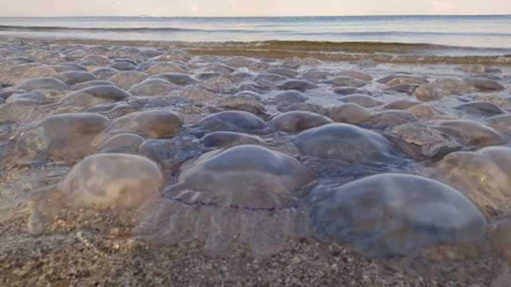 Пляжи Кирилловки усыпаны мертвыми медузами (ВИДЕО)