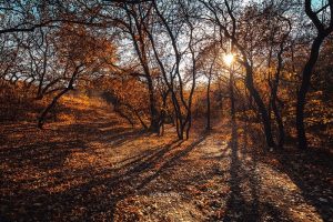 Кадры, которые завораживают: фотограф поделился снимками осенней Хортицы (ФОТО)