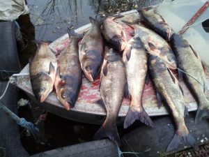 Нарыбачил на 36 тысяч: под Запорожьем госинспекторы словили нарушителя “на горячем” (ФОТО)